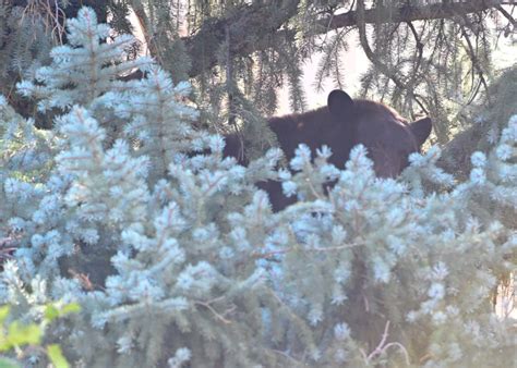 Bear spotted on CU Boulder campus